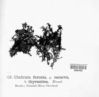 Cladonia scabriuscula image